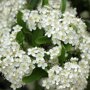 Pyracantha coccinea 'Red column' bloemen